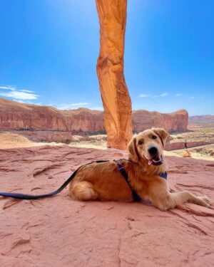 Shanley Caswell Instagram - desert dawgs
📸 @willstrath