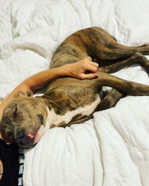 Shawnee Smith Instagram - Did a movie in Mexico, got a dancing skeleton throw blanket 
Did a movie in Texas, got a Pit Bull