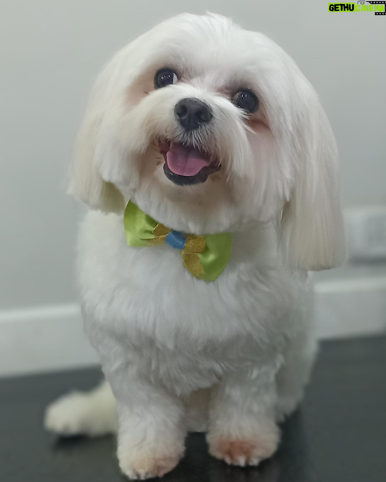 Shekhar Ravjiani - 2.3K Likes - Hey guys,
This is Champ Ravjiani!
I’m all set for this PAW-SOME new track from @garuudaamusiic
Are you guys ready for Bani Thani tonight @12 ?
Hope you guys think it’s Bow-WOW! 🐶