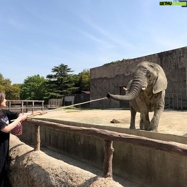 Shiho - 1.3K Likes - 東武動物公園ほんと好き🐘
#東武動物公園 #tobuzoo