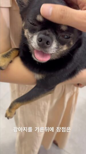 Shin Go-eun Instagram - 장점밖에없다 우리땅콩이🐶

@ddangkong.wawa