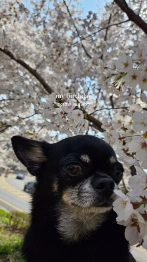 Shin Go-eun Instagram - 오늘 내생일아니고
땅콩이 생일 아니냐고요
하 
너무 힘들어요

🌸🎂
