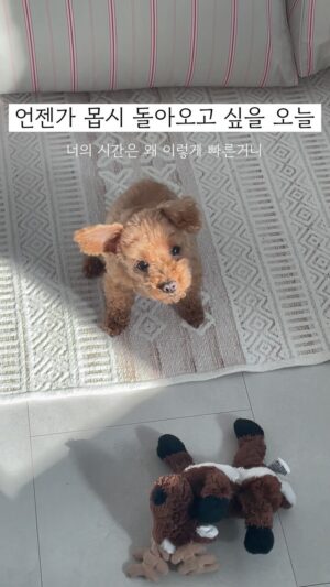 Shin Ji-hoon Instagram - 요즘 내가 주문처럼 외는 말 :

‘언젠가의 내가 몹시 돌아오고 싶을 오늘’

평범한 하루하루를 살아가며 한 번 더 주위를 돌아보게 해줘요

👩🏻🐶