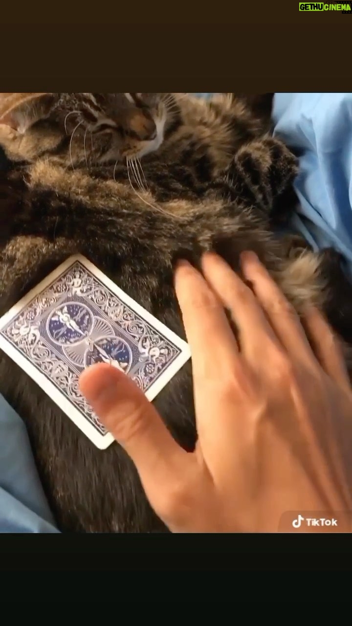 Shin Lim - 21.7K Likes - The cat did it