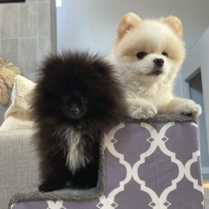 Shin Lim Instagram - Welcome the new member of the family: Mamoru!