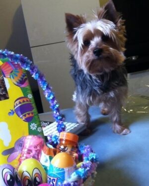Shuga Cain Instagram - Today my little angel would have been 18 years old! He was my little shadow and my best friend! I miss you every single day, Maceo. Thank you for giving me the best 17 years! I love you, so! Happy Birthday Little One!