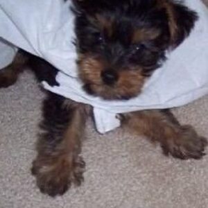 Shuga Cain Instagram - Today my little angel would have been 18 years old! He was my little shadow and my best friend! I miss you every single day, Maceo. Thank you for giving me the best 17 years! I love you, so! Happy Birthday Little One!