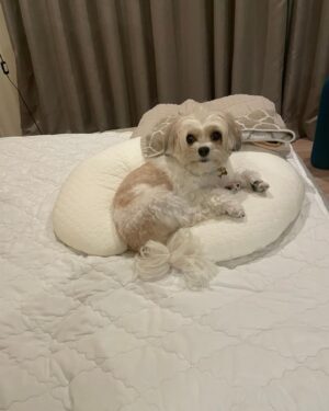 Shunsuke Takeuchi Instagram - 犬が一番☁️☁️☁️