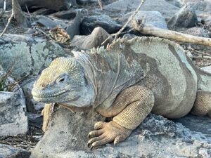 Siân Heder Instagram - Absolutely epic trip to the Galápagos Islands guided by @naturalhabitatadventures. I’m totally floored by these islands and the intense conservation effort on the part of Ecuador to protect them and the animals that live there. Grateful to our guides @karlamalomar and @vmarurim! I feel so lucky to have been able to take this trip. And my IG might now be forever devoted to sea lions and blue footed boobies…
