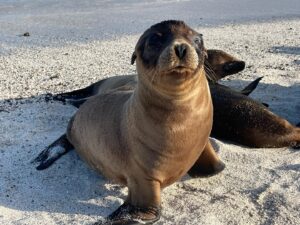 Siân Heder Instagram - Absolutely epic trip to the Galápagos Islands guided by @naturalhabitatadventures. I’m totally floored by these islands and the intense conservation effort on the part of Ecuador to protect them and the animals that live there. Grateful to our guides @karlamalomar and @vmarurim! I feel so lucky to have been able to take this trip. And my IG might now be forever devoted to sea lions and blue footed boobies…