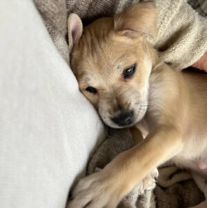 Sibylla Deen Instagram - Goodbye to my little boy Basil. 😢Fostering puppies is immensely rewarding for your soul and their growth but it hurts my heart a lot every time I say bye. I may not be cut out for it because I love them far too much, but then I suppose that love is what they need when they are so young. So I continue. And today Basil went to a beautiful home with Jeremy and Michelle who will love him just as much as I do and they have a big yard and don’t have to travel for work all the time. So it’s ok. I’ll cry a bit and tonight will be hard but he will be happy and that’s all that matters. Adopt don’t shop. Bye my little boy, you have really made me laugh and brought me so much joy! And thanks to @tobiessmalldogrescue  for everything that you do.