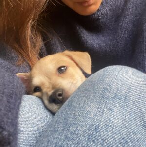 Sibylla Deen Instagram - Goodbye to my little boy Basil. 😢Fostering puppies is immensely rewarding for your soul and their growth but it hurts my heart a lot every time I say bye. I may not be cut out for it because I love them far too much, but then I suppose that love is what they need when they are so young. So I continue. And today Basil went to a beautiful home with Jeremy and Michelle who will love him just as much as I do and they have a big yard and don’t have to travel for work all the time. So it’s ok. I’ll cry a bit and tonight will be hard but he will be happy and that’s all that matters. Adopt don’t shop. Bye my little boy, you have really made me laugh and brought me so much joy! And thanks to @tobiessmalldogrescue  for everything that you do.