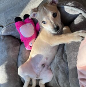 Sibylla Deen Instagram - Goodbye to my little boy Basil. 😢Fostering puppies is immensely rewarding for your soul and their growth but it hurts my heart a lot every time I say bye. I may not be cut out for it because I love them far too much, but then I suppose that love is what they need when they are so young. So I continue. And today Basil went to a beautiful home with Jeremy and Michelle who will love him just as much as I do and they have a big yard and don’t have to travel for work all the time. So it’s ok. I’ll cry a bit and tonight will be hard but he will be happy and that’s all that matters. Adopt don’t shop. Bye my little boy, you have really made me laugh and brought me so much joy! And thanks to @tobiessmalldogrescue  for everything that you do.