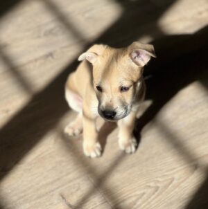 Sibylla Deen Instagram - Goodbye to my little boy Basil. 😢Fostering puppies is immensely rewarding for your soul and their growth but it hurts my heart a lot every time I say bye. I may not be cut out for it because I love them far too much, but then I suppose that love is what they need when they are so young. So I continue. And today Basil went to a beautiful home with Jeremy and Michelle who will love him just as much as I do and they have a big yard and don’t have to travel for work all the time. So it’s ok. I’ll cry a bit and tonight will be hard but he will be happy and that’s all that matters. Adopt don’t shop. Bye my little boy, you have really made me laugh and brought me so much joy! And thanks to @tobiessmalldogrescue  for everything that you do.