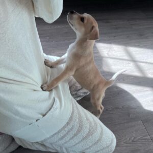 Sibylla Deen Instagram - Goodbye to my little boy Basil. 😢Fostering puppies is immensely rewarding for your soul and their growth but it hurts my heart a lot every time I say bye. I may not be cut out for it because I love them far too much, but then I suppose that love is what they need when they are so young. So I continue. And today Basil went to a beautiful home with Jeremy and Michelle who will love him just as much as I do and they have a big yard and don’t have to travel for work all the time. So it’s ok. I’ll cry a bit and tonight will be hard but he will be happy and that’s all that matters. Adopt don’t shop. Bye my little boy, you have really made me laugh and brought me so much joy! And thanks to @tobiessmalldogrescue  for everything that you do.