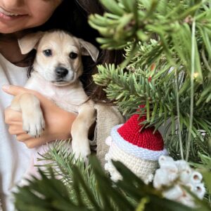 Sibylla Deen Instagram - Goodbye to my little boy Basil. 😢Fostering puppies is immensely rewarding for your soul and their growth but it hurts my heart a lot every time I say bye. I may not be cut out for it because I love them far too much, but then I suppose that love is what they need when they are so young. So I continue. And today Basil went to a beautiful home with Jeremy and Michelle who will love him just as much as I do and they have a big yard and don’t have to travel for work all the time. So it’s ok. I’ll cry a bit and tonight will be hard but he will be happy and that’s all that matters. Adopt don’t shop. Bye my little boy, you have really made me laugh and brought me so much joy! And thanks to @tobiessmalldogrescue  for everything that you do.