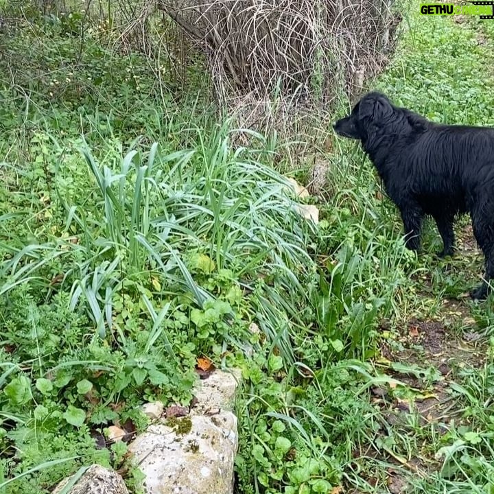 Sigrid ten Napel - 480 Likes - Le Sauvan; -paarden en ezels, -een viervoeter en een graafmachine, -hout halen, vuur maken, -ochtendwandelen in pyjama, Belle die nog slaapt, -roze luchten, -zwemmen in de rivier, -aardappels uit de haard, -thijm plukken, -een konijn in de bosjes, -en het ontbrekende stukje🙂❤️