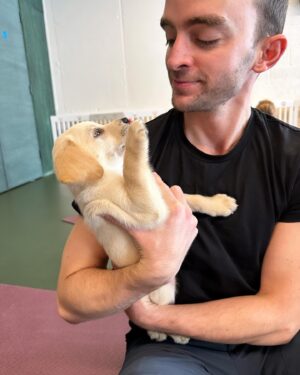 Sigurbjörg Alma Ingólfsdóttir Instagram - What’s heaven like I hear you ask? It’s spending the morning with 8 week old Labrador puppies in puppy Pilates 🐶 Best wedding gift ever @kara.lucia 🙏🏻😘 highly recommend @puply.io for some puppy Pilates and yoga 🥰 #puppies