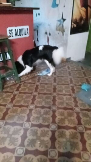 Silvia Kutika Instagram - Mientras tanto yo intento un desayuno tranquila....😂