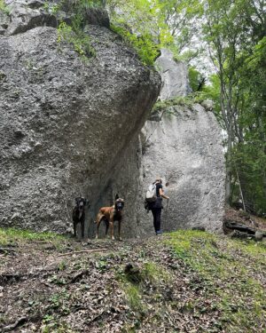 Simona Kollárová Instagram - Domaniža 💙
.
.
.
.
.
.
.
.
.
#trip #dogtrip #domaniza #nature #hike #doghiking #forest #beechtree #rocks #stareskaly #malinois #belgianmalinois #bluemerle #retrievermix