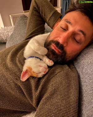 Sinan Çalışkanoğlu Instagram - Obi&daddy 😻 #cats 
📸 @cigdemcaliskanoglu ❤️