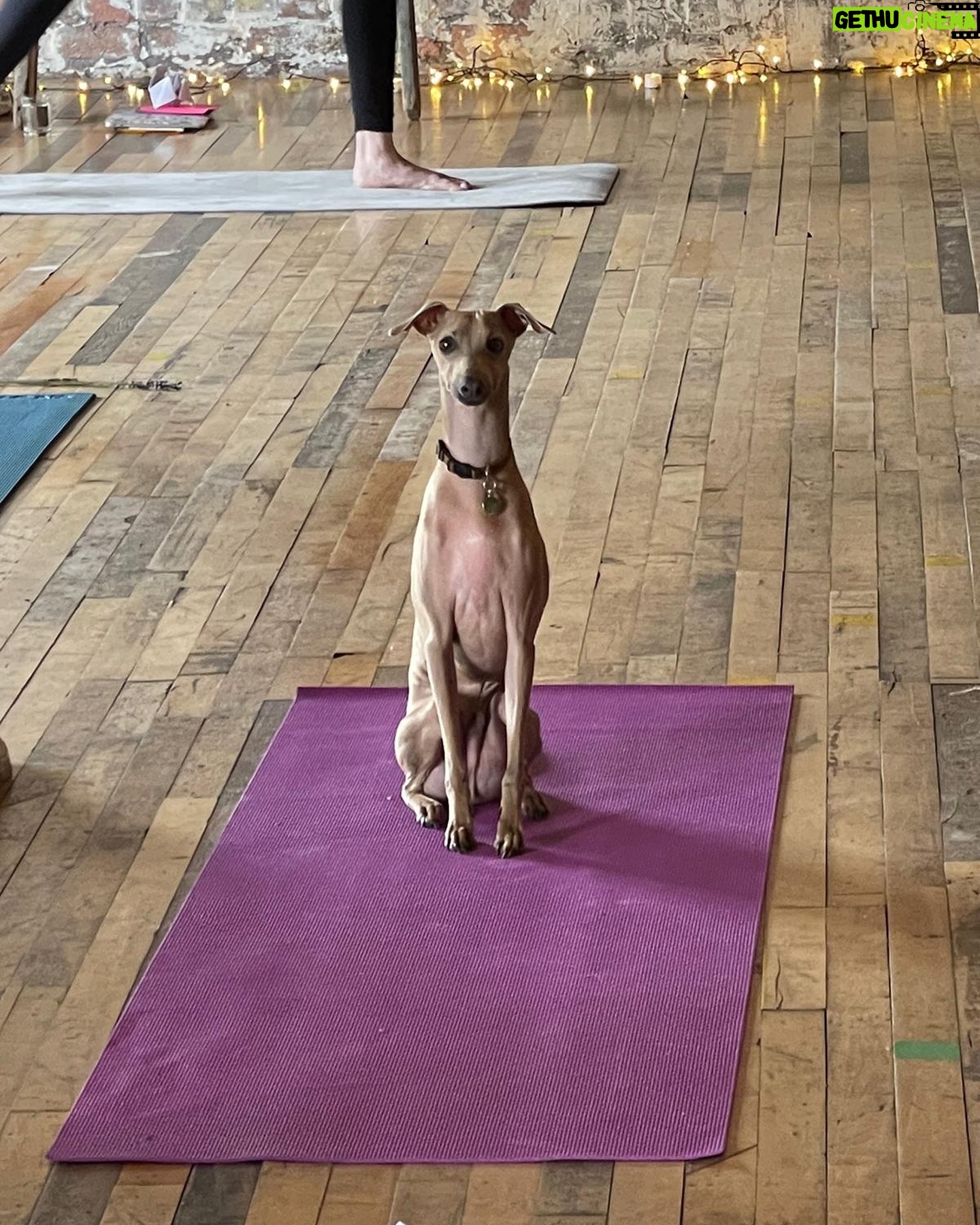 Sister Sister - 3 Likes - When Iām not in drag š you can find me on the yoga mat šš» Last week I was pleased to share stories on all things mental health and wellbeing at yoga retreat courtesy of @artful_minds_hypnotherapy and @yogi.beth
Swipe for @bambinothebaby being a gnome š¾
#mentalhealthawareness #yoga #dragrace #italiangreyhound