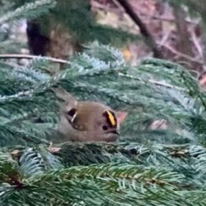 Sofia Kats Instagram - Wintergoldhähnchen Original
Aktuell meist unterwegs in kleinen Trupps, gern in der Nähe von Fichten und Tannen und gelegentlich mit Meisen unterwegs. 
Kleinster Vogel Europas ❤️❤️❤️
#vögel #vogelfotografie #wintergoldhähnchen