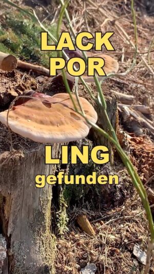 Sofia Kats Instagram - Habe letzte Woche zwei „Glänzende Lackporlinge“ gefunden.
Richtig freaky um die Ecke wachsender Pilz.
Ich hoffe, wir begegnen uns wieder ❤️
.
Bitte respektiert Naturschutzgebiete und andere Orte, an denen das Sammeln untersagt ist.
Und versucht die Roten Listen gefährdeter Arten zu checken. Die sind nicht immer 100% eindeutig (wegen regionaler und bundesweiter Angaben), aber geben euch eine wichtige Richtung vor. Bundesweit ist der Lackporling zB nicht gefährdet. Regional aber schon. 🥸😵‍💫
.
Stay curious! 
Huhn
🐓