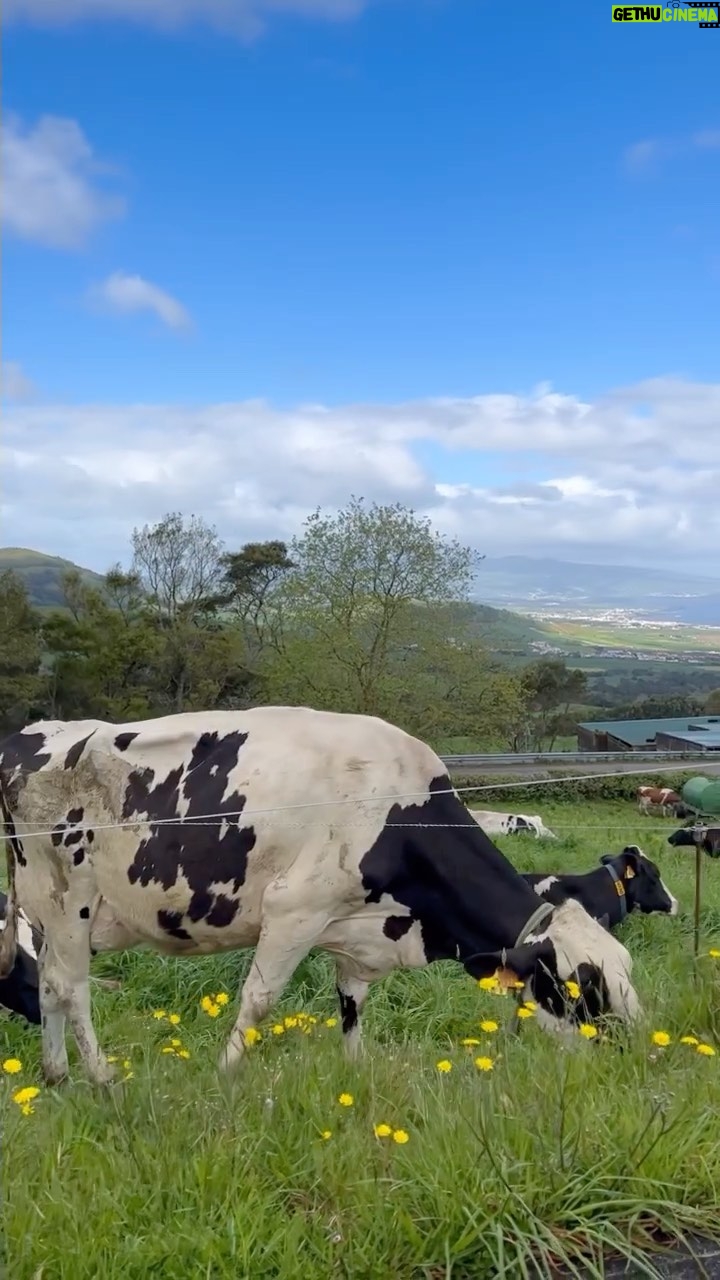 Sofia Mota - 3 Likes - Pit stop nos Açores 🐄
#azores #saomiguel #portugal🇵🇹