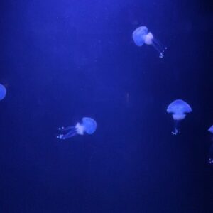 Solange Hilário Instagram - Under the Sea (and Marilyn Monroe) Photo Dump 🐚

#herbirthday #7