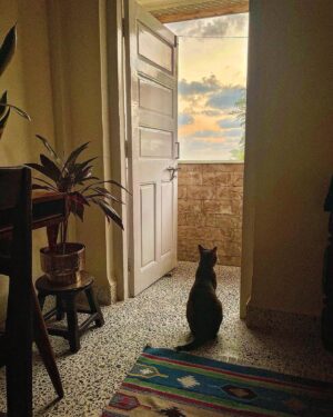 Sonam Nair Instagram - Ali in a contemplative mood. ⛅️ 🌊 🐱