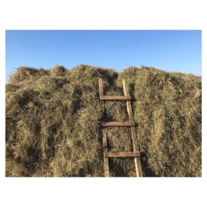 Sorcha Groundsell Instagram - #haymaking