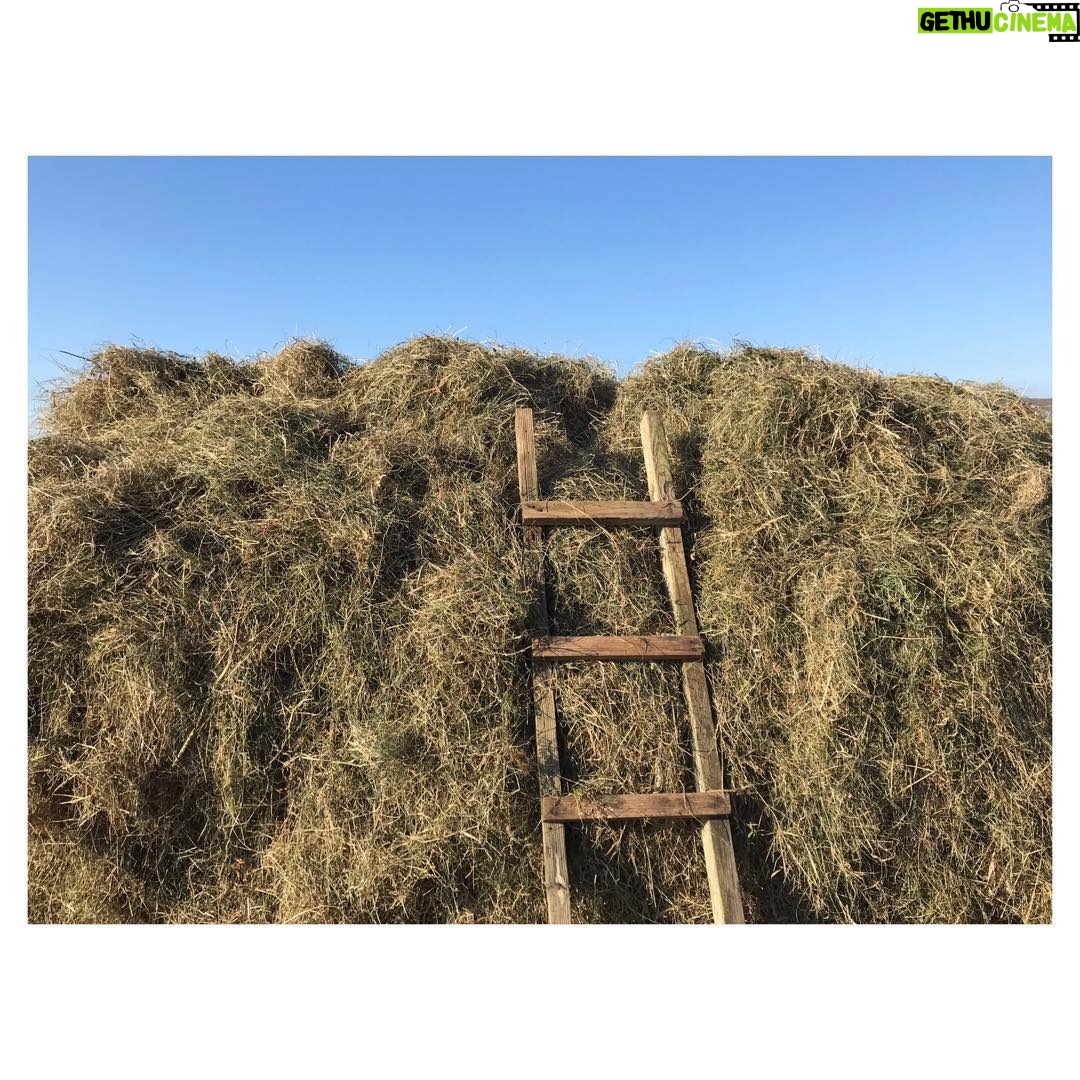 Sorcha Groundsell - 391 Likes - #haymaking