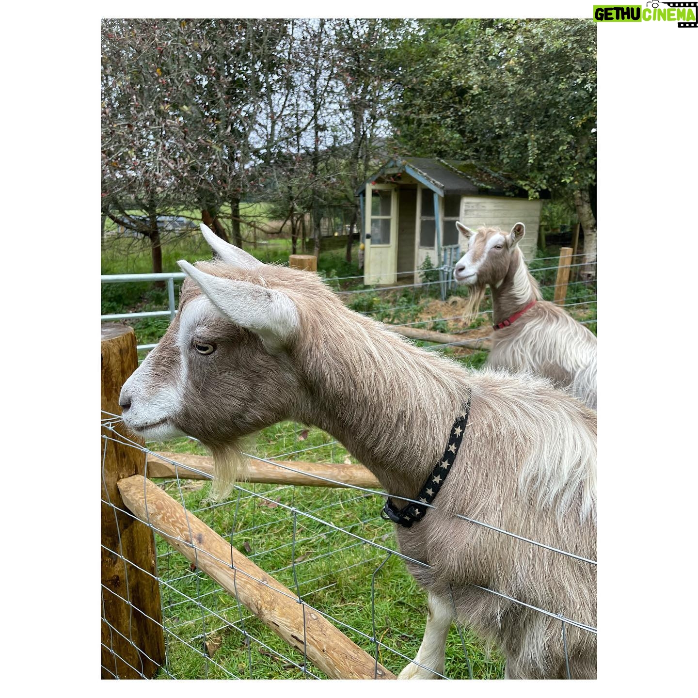 Sorcha Groundsell - 701 Likes - 🌧🌲🐐🏴💃
