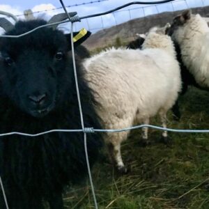Sorcha Groundsell Instagram - What are you looking at?
