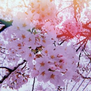 Sou Instagram - 開花