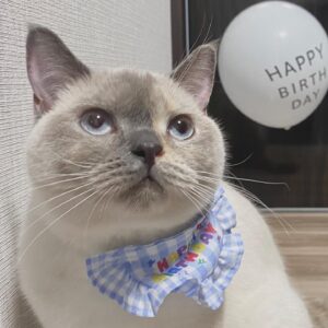 Sou Instagram - 実は一年前から猫飼ってました🐈
名前は「とろろ」
ブリティッシュショートヘアの♀です！
今日で無事１歳になりました🎂

いつ言おうかタイミング見計らいすぎて逆に言うタイミング逃しちゃって今日誕生日なのでみんなにお知らせです！！！

折角なので今後インスタにも沢山投稿していこうと思うのでよろしくですദ്ദി^._.^)