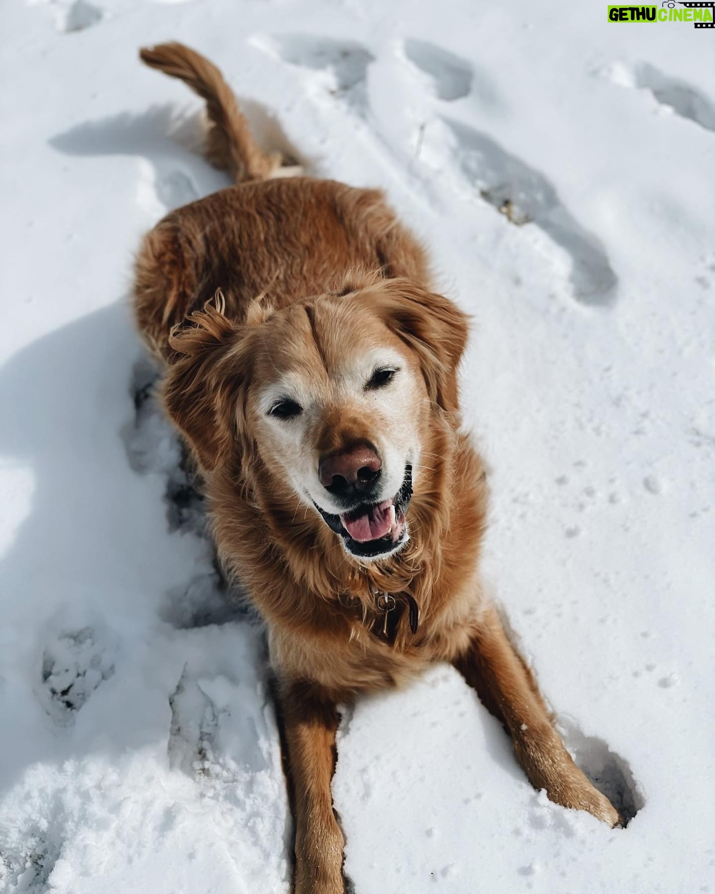Spencer Boldman - 26.1K Likes - 💔 very sad to share my dog Jack passed, a few weeks shy of his 11th birthday. There aren’t words that capture the profound meaning he brought to my life. His spirit was strong, but his body was tired. So I had to say goodbye- the toughest thing I’ve ever had to do. It has made me reflect on life in general, how precious it is and how all that matters in this world is being with those you love. Never taking for granted the time we have here together on this earth. Whether it be short or long, when you love deeply, it is never enough time. When I die I hope you’re there, waiting for me to walk me through to the other side. Until that day I’ll hold you in my heart, with gratitude and look for you in the great big sky. Love you forever my boy 💛