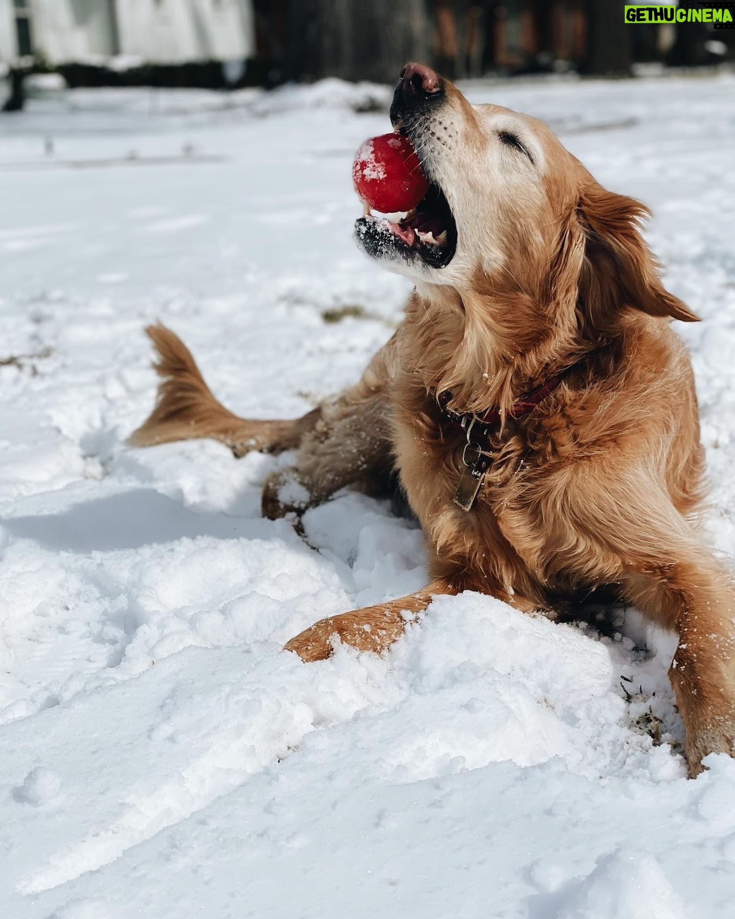Spencer Boldman - 26.1K Likes - 💔 very sad to share my dog Jack passed, a few weeks shy of his 11th birthday. There aren’t words that capture the profound meaning he brought to my life. His spirit was strong, but his body was tired. So I had to say goodbye- the toughest thing I’ve ever had to do. It has made me reflect on life in general, how precious it is and how all that matters in this world is being with those you love. Never taking for granted the time we have here together on this earth. Whether it be short or long, when you love deeply, it is never enough time. When I die I hope you’re there, waiting for me to walk me through to the other side. Until that day I’ll hold you in my heart, with gratitude and look for you in the great big sky. Love you forever my boy 💛