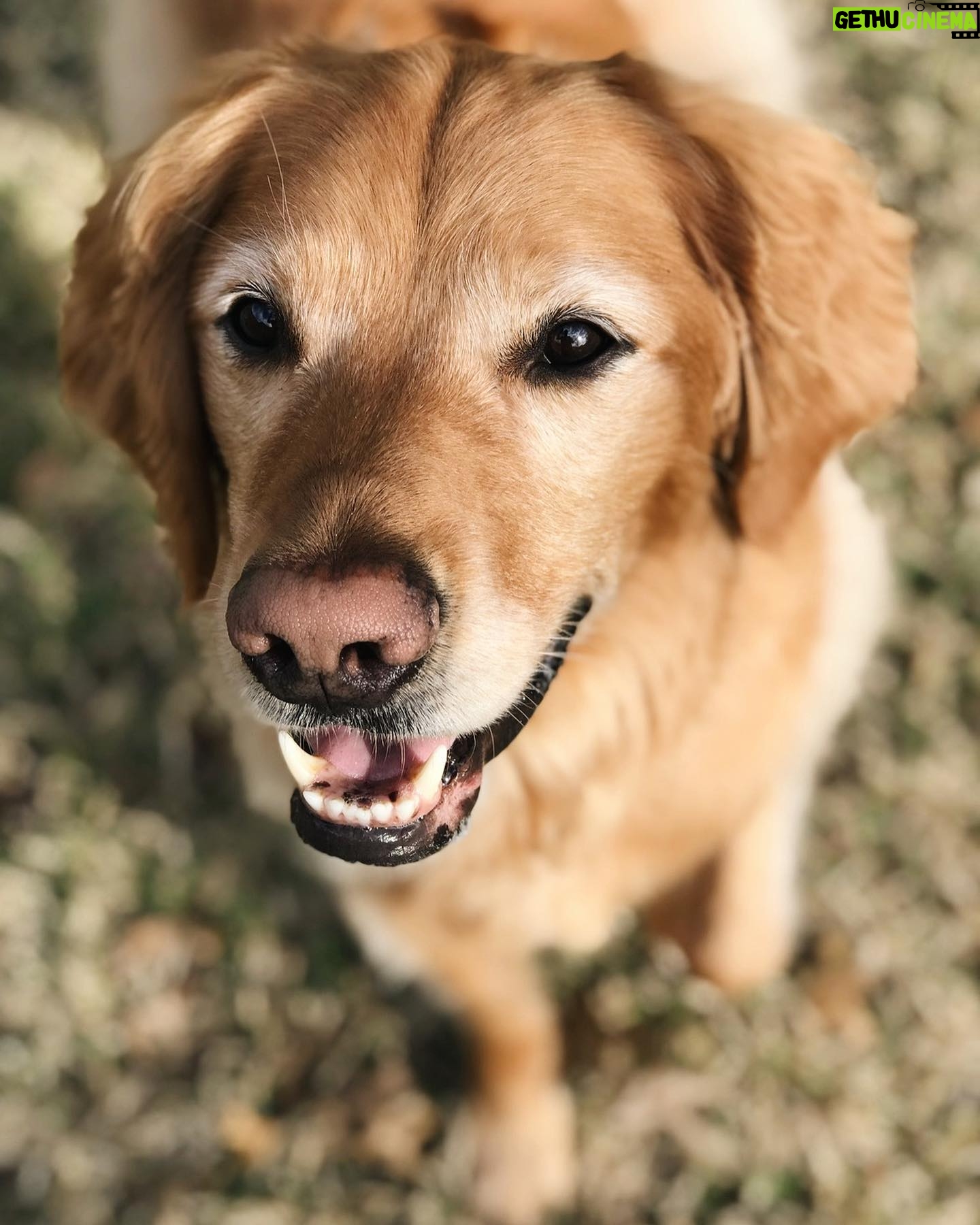 Spencer Boldman - 26.1K Likes - 💔 very sad to share my dog Jack passed, a few weeks shy of his 11th birthday. There aren’t words that capture the profound meaning he brought to my life. His spirit was strong, but his body was tired. So I had to say goodbye- the toughest thing I’ve ever had to do. It has made me reflect on life in general, how precious it is and how all that matters in this world is being with those you love. Never taking for granted the time we have here together on this earth. Whether it be short or long, when you love deeply, it is never enough time. When I die I hope you’re there, waiting for me to walk me through to the other side. Until that day I’ll hold you in my heart, with gratitude and look for you in the great big sky. Love you forever my boy 💛
