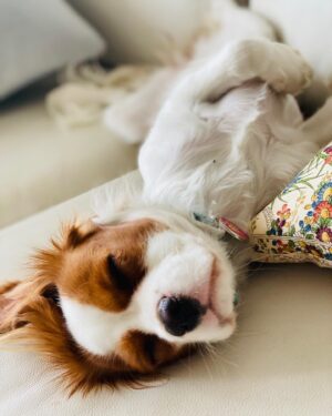 Stef Dawson Instagram - There’s a very good girl 🤍🐶🤍 Apparently it’s international dog day, but I think every day is a celebration of these little furry angels, sent from above to make our lives better! Especially in the hardest times. Missing my beautiful little Millie girl. The one with me in it was when I was packing, she knew I was leaving. The cat is Geoffrey, her bff🤍🐶🤍 #internationaldogday #millie #kingcharlescavalier