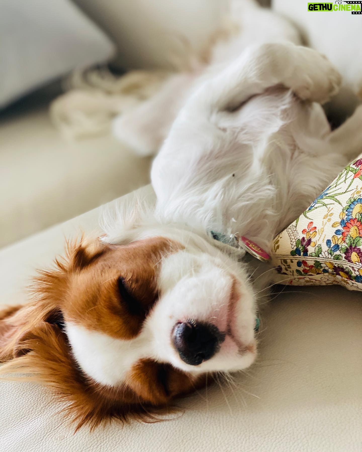 Stef Dawson - 667 Likes - There’s a very good girl 🤍🐶🤍 Apparently it’s international dog day, but I think every day is a celebration of these little furry angels, sent from above to make our lives better! Especially in the hardest times. Missing my beautiful little Millie girl. The one with me in it was when I was packing, she knew I was leaving. The cat is Geoffrey, her bff🤍🐶🤍 #internationaldogday #millie #kingcharlescavalier