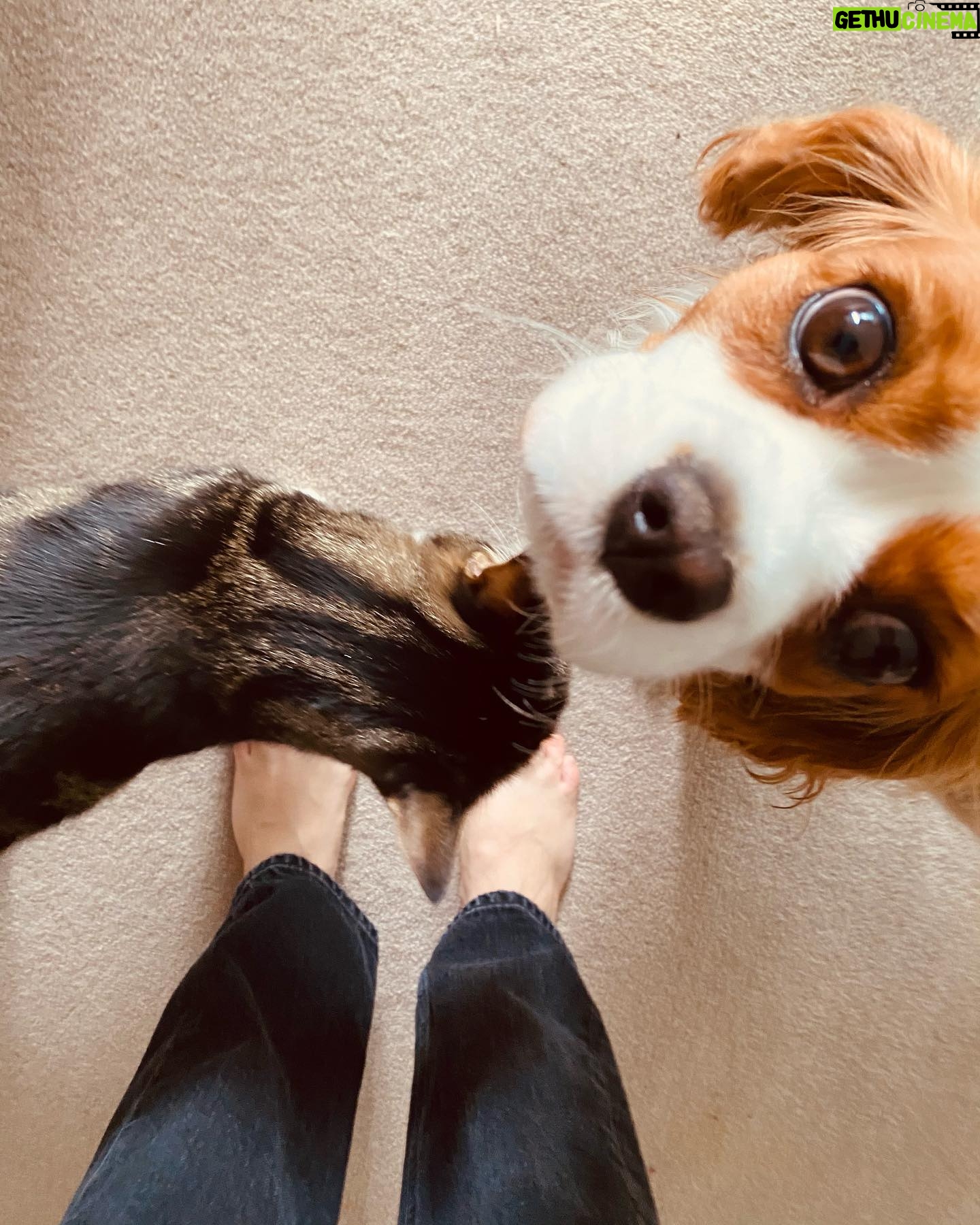 Stef Dawson - 667 Likes - There’s a very good girl 🤍🐶🤍 Apparently it’s international dog day, but I think every day is a celebration of these little furry angels, sent from above to make our lives better! Especially in the hardest times. Missing my beautiful little Millie girl. The one with me in it was when I was packing, she knew I was leaving. The cat is Geoffrey, her bff🤍🐶🤍 #internationaldogday #millie #kingcharlescavalier