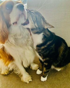 Stef Dawson Instagram - There’s a very good girl 🤍🐶🤍 Apparently it’s international dog day, but I think every day is a celebration of these little furry angels, sent from above to make our lives better! Especially in the hardest times. Missing my beautiful little Millie girl. The one with me in it was when I was packing, she knew I was leaving. The cat is Geoffrey, her bff🤍🐶🤍 #internationaldogday #millie #kingcharlescavalier