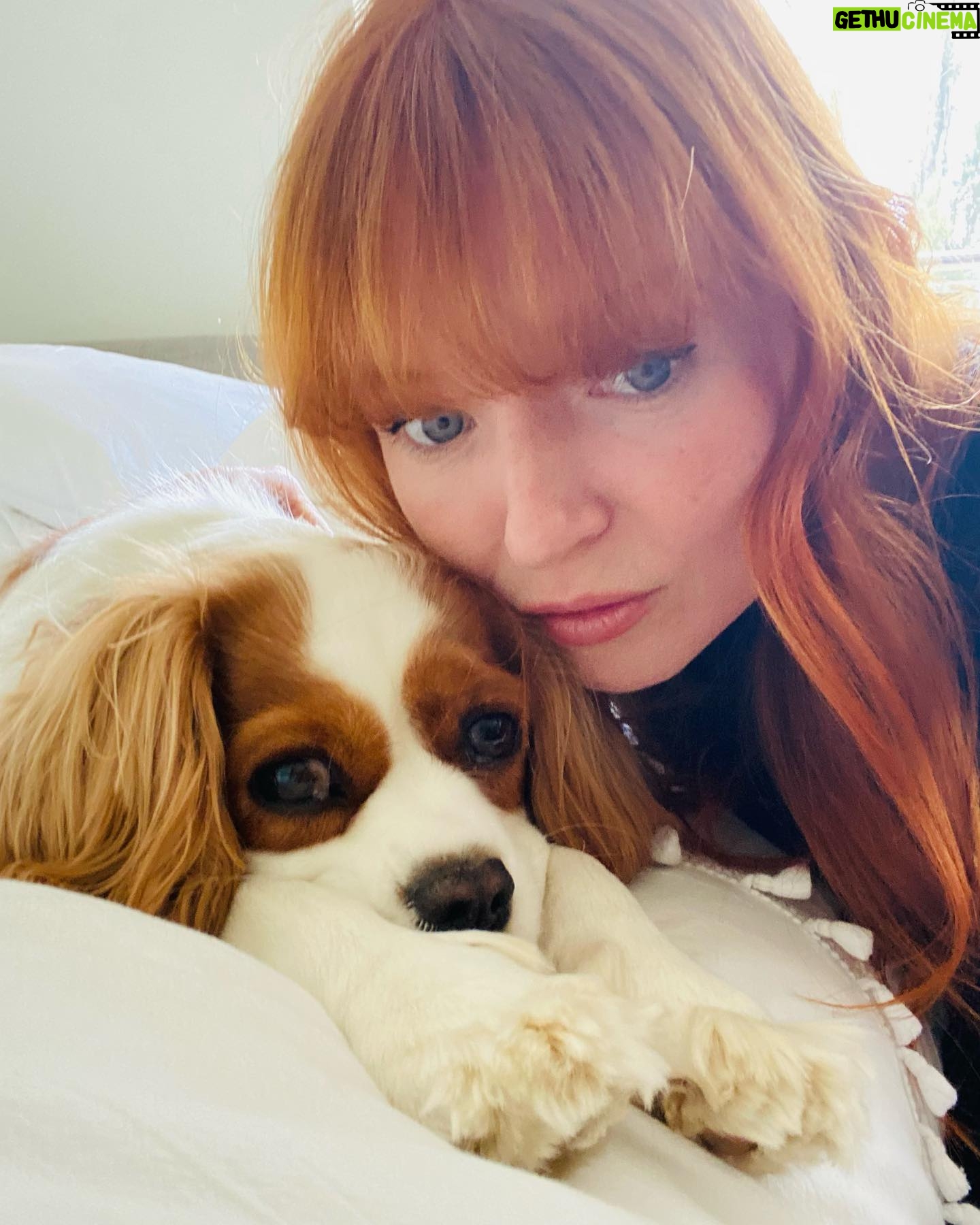 Stef Dawson - 667 Likes - There’s a very good girl 🤍🐶🤍 Apparently it’s international dog day, but I think every day is a celebration of these little furry angels, sent from above to make our lives better! Especially in the hardest times. Missing my beautiful little Millie girl. The one with me in it was when I was packing, she knew I was leaving. The cat is Geoffrey, her bff🤍🐶🤍 #internationaldogday #millie #kingcharlescavalier