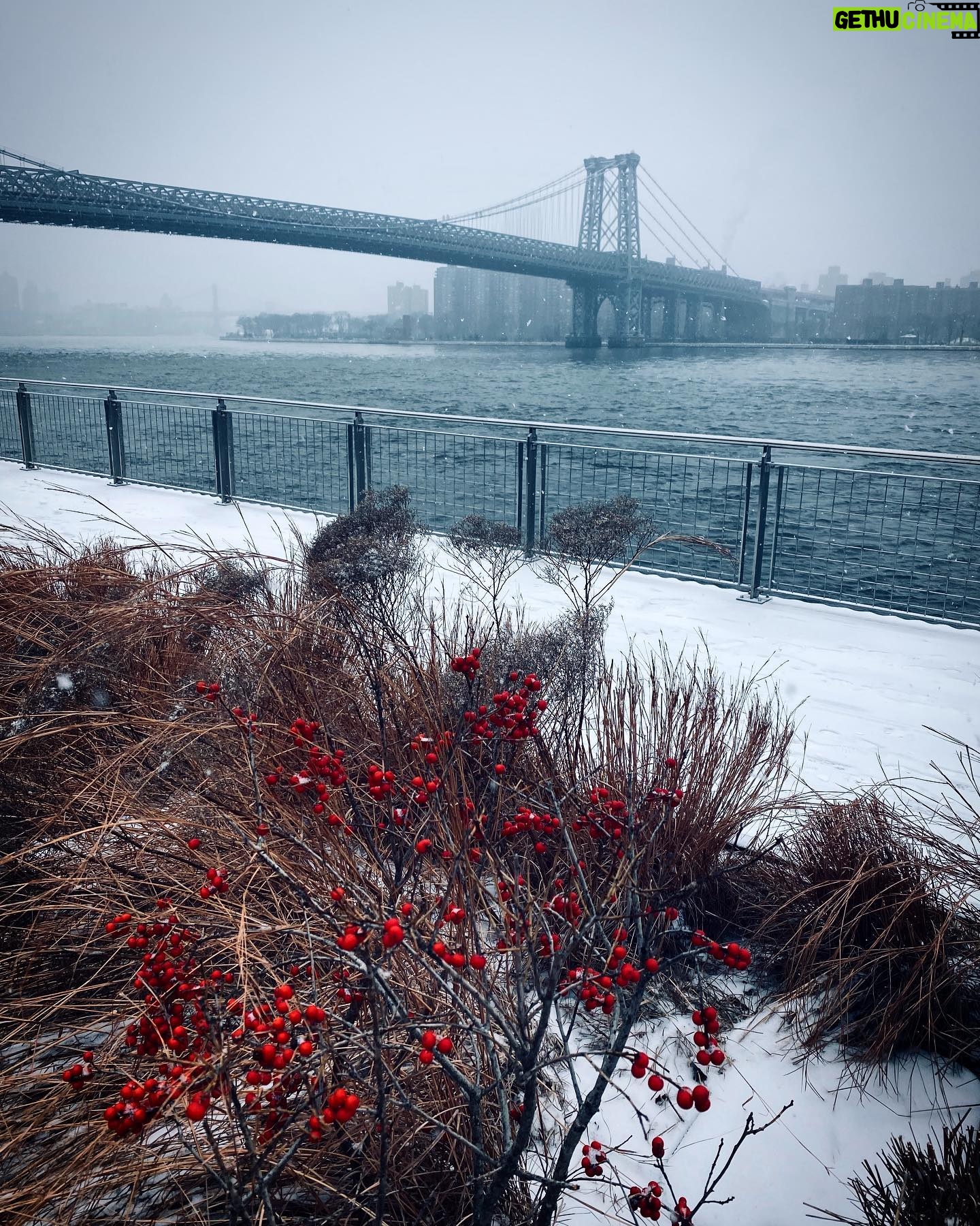 Stef Dawson - 450 Likes - First Snow 2020 ❄️ #WilliamsburgBridge