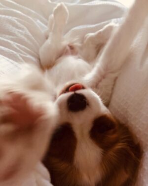 Stef Dawson Instagram - There’s a very good girl 🤍🐶🤍 Apparently it’s international dog day, but I think every day is a celebration of these little furry angels, sent from above to make our lives better! Especially in the hardest times. Missing my beautiful little Millie girl. The one with me in it was when I was packing, she knew I was leaving. The cat is Geoffrey, her bff🤍🐶🤍 #internationaldogday #millie #kingcharlescavalier