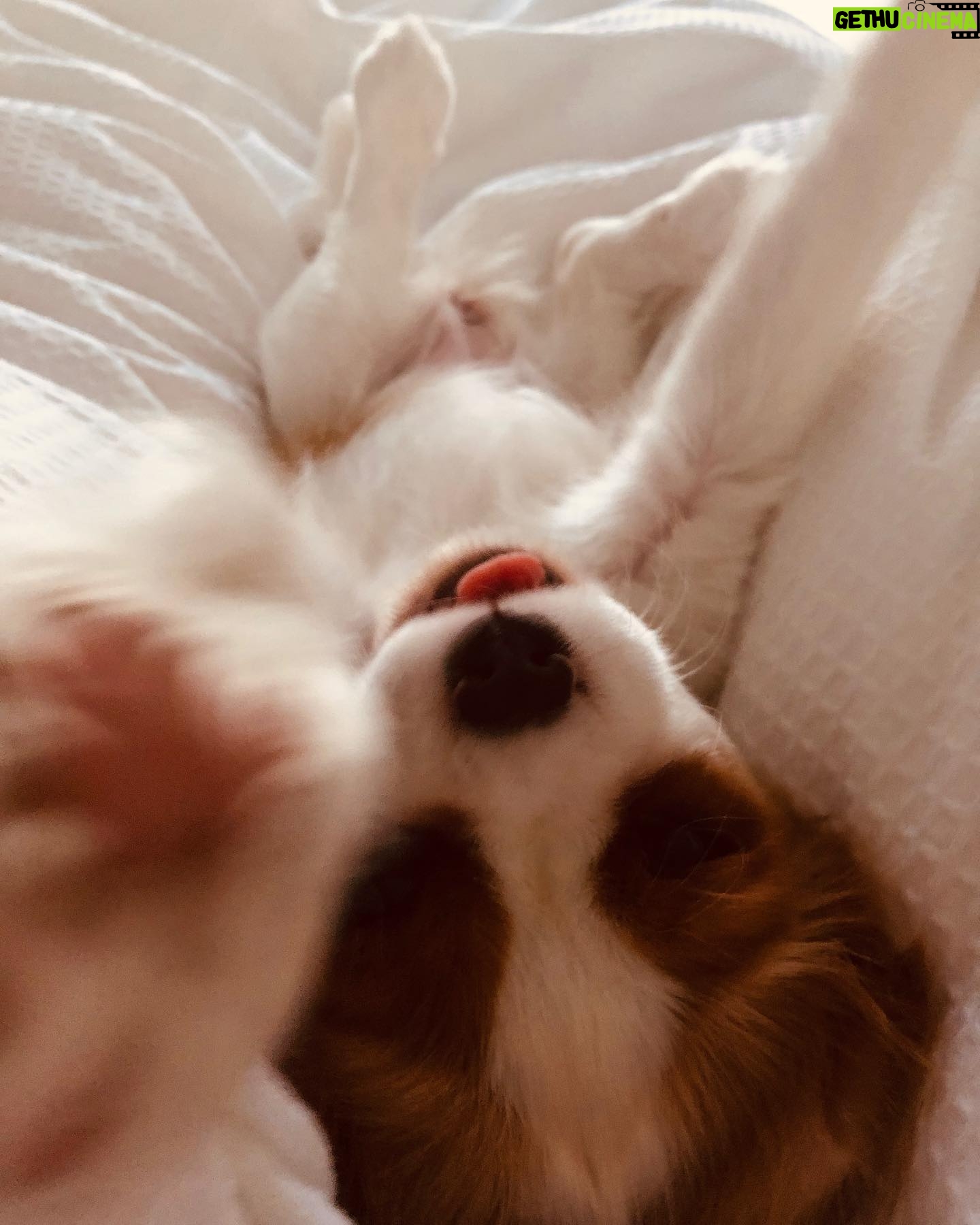Stef Dawson - 667 Likes - There’s a very good girl 🤍🐶🤍 Apparently it’s international dog day, but I think every day is a celebration of these little furry angels, sent from above to make our lives better! Especially in the hardest times. Missing my beautiful little Millie girl. The one with me in it was when I was packing, she knew I was leaving. The cat is Geoffrey, her bff🤍🐶🤍 #internationaldogday #millie #kingcharlescavalier