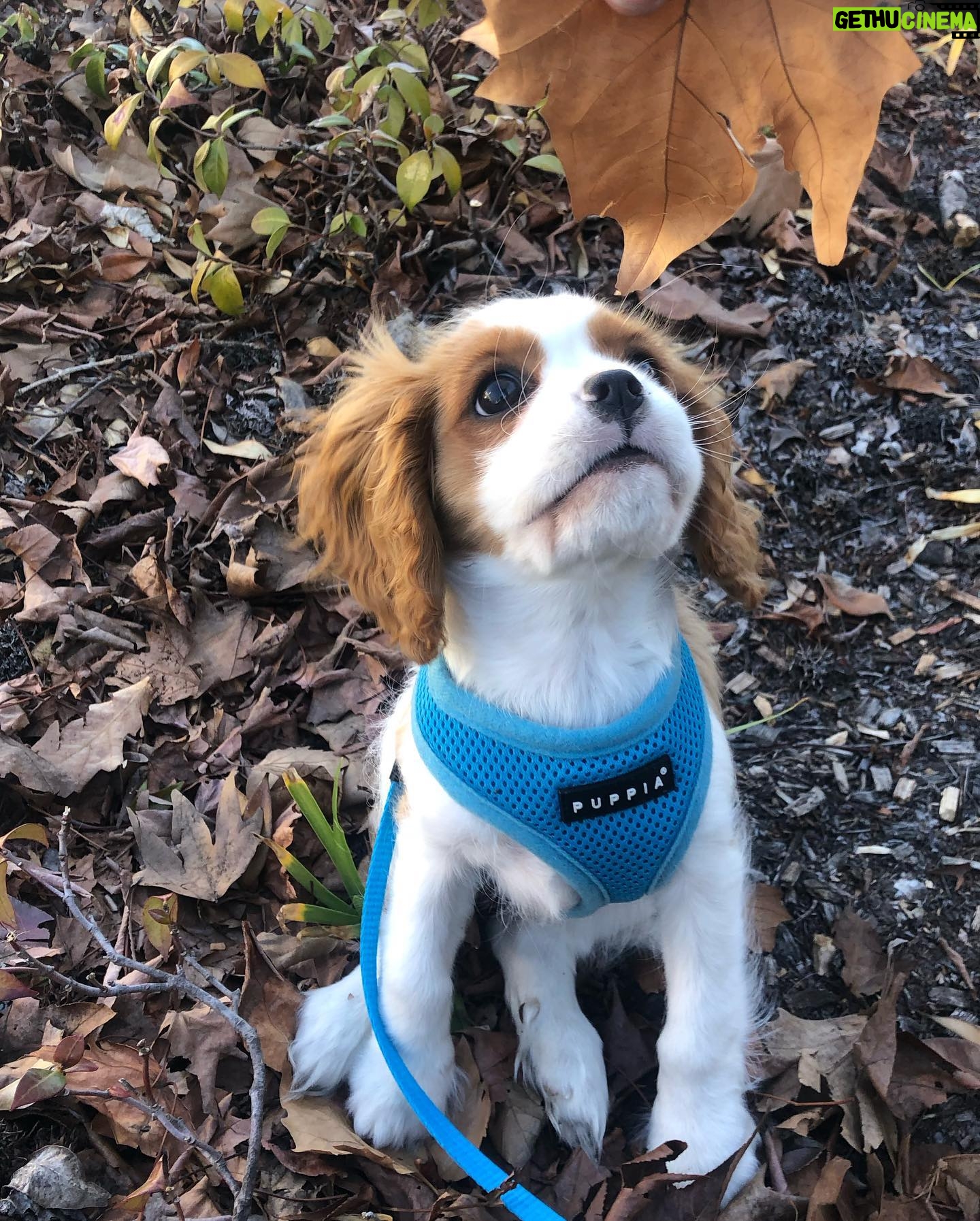 Stef Dawson - 667 Likes - There’s a very good girl 🤍🐶🤍 Apparently it’s international dog day, but I think every day is a celebration of these little furry angels, sent from above to make our lives better! Especially in the hardest times. Missing my beautiful little Millie girl. The one with me in it was when I was packing, she knew I was leaving. The cat is Geoffrey, her bff🤍🐶🤍 #internationaldogday #millie #kingcharlescavalier