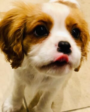 Stef Dawson Instagram - There’s a very good girl 🤍🐶🤍 Apparently it’s international dog day, but I think every day is a celebration of these little furry angels, sent from above to make our lives better! Especially in the hardest times. Missing my beautiful little Millie girl. The one with me in it was when I was packing, she knew I was leaving. The cat is Geoffrey, her bff🤍🐶🤍 #internationaldogday #millie #kingcharlescavalier